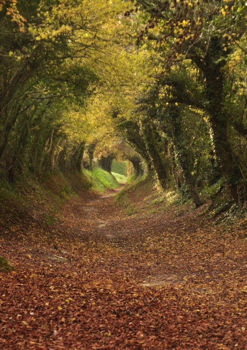 Tree Tunnel Path to Halnaker Mill, West Sussex. England