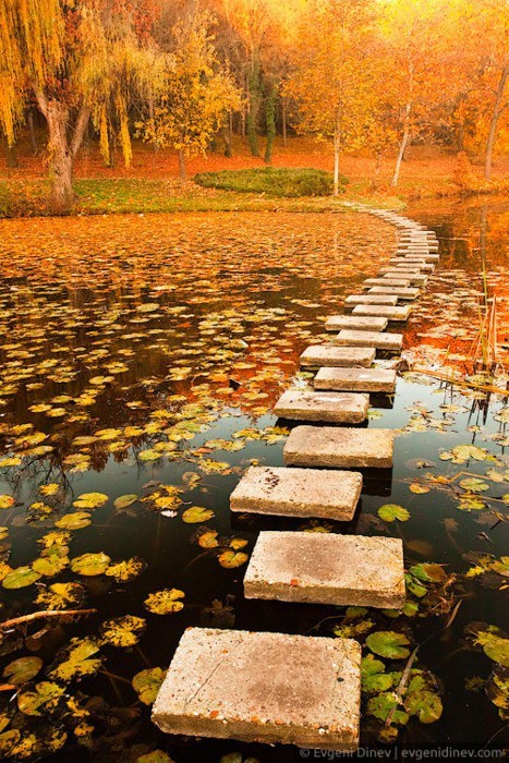 Autumn Pond, Poland