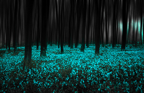 Blue Forest, United Kingdom