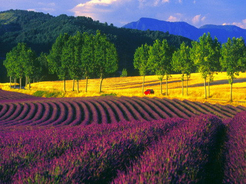 Lavender Field, France