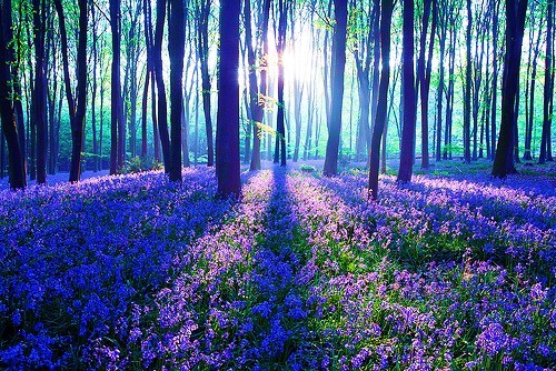 Bluebell Forest, United Kingdom