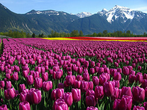 Purple Tulips, British Columbia, Canada