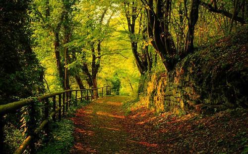 Forest Path, Cork County, Ireland
