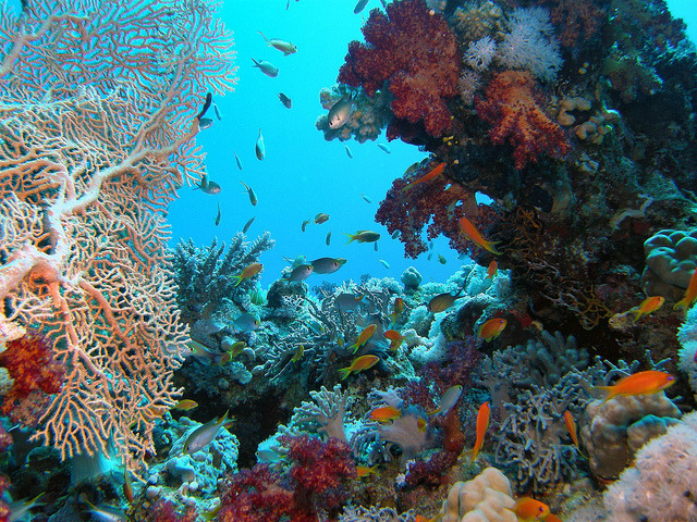 by Key of Life on Flickr.Corals of the Red Sea near Sharm el-Sheikh, Egypt.