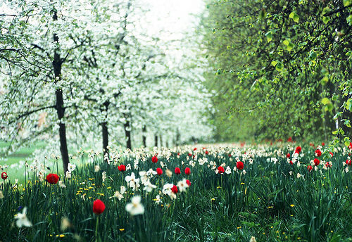 Spring, Trinity Meadow, Cambridge, England