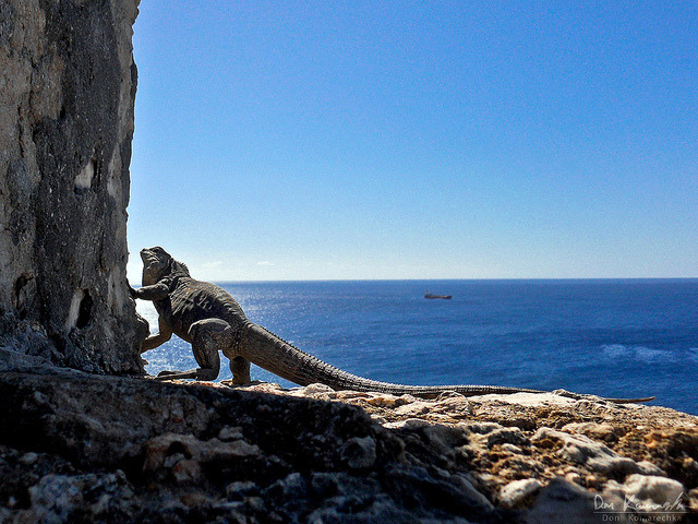 Iguana enjoying the view from a castle built near Santiago de Cuba