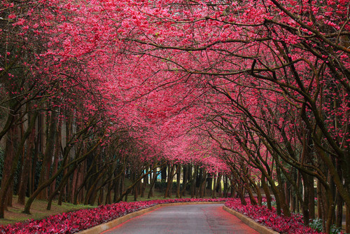 Cherry Blossom Lane, Taiwan