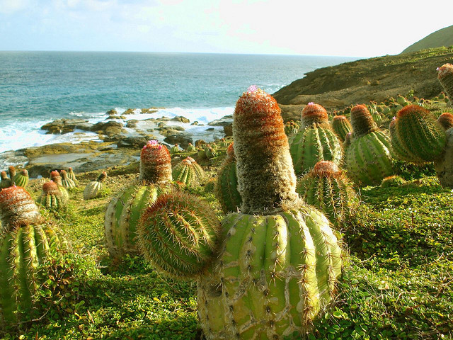 A wild cactus garden on the cliffs at south east coast of Mustique, St Vincent and Grenadines