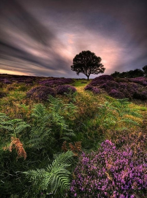 Purple Tarn, North Yorkshire Moor, England