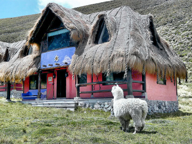 Alpaca in front of a hut at Chimborazo Volcano, Ecuador