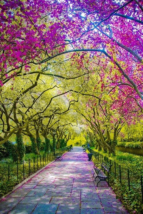 Spring, Central Park, New York City