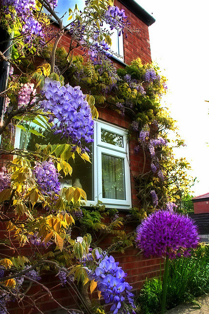Wisteria decorated house in Stockport, Greater Manchester, England