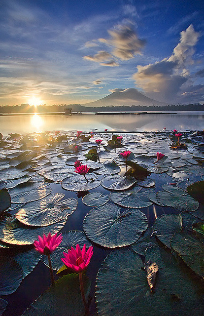Pink water lilies catch the glow of sunrise in Sampaloc Lake, Laguna, Philippines
