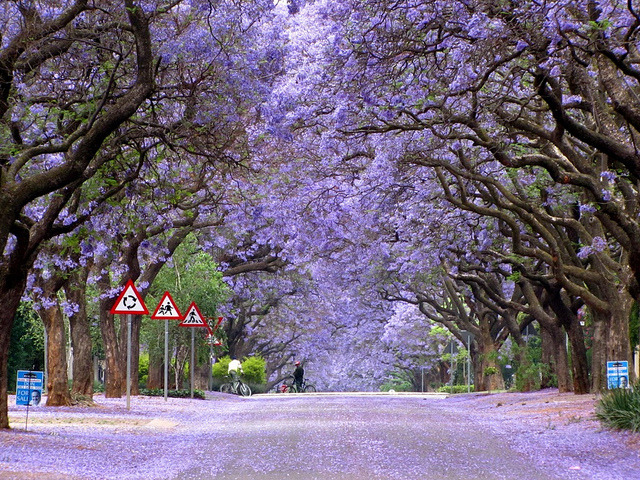 Jacaranda lined Marais street in Pretoria, South Africa