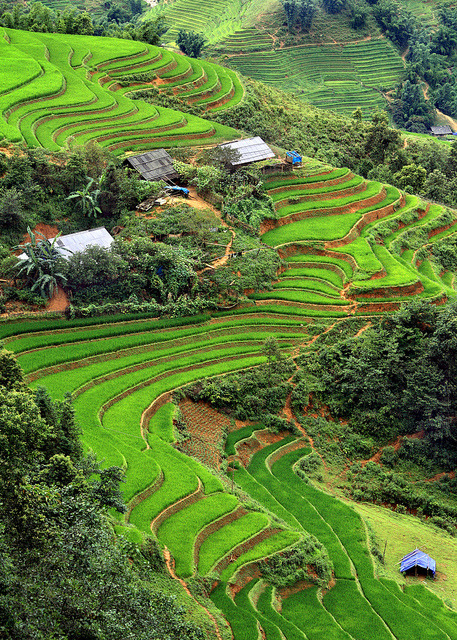 Rice terraced fields near Sapa, Vietnam