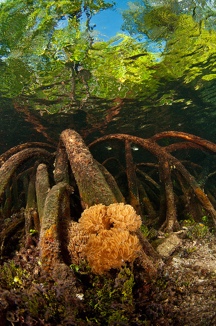 Mangrove roots and soft coral in Raja Ampat Islands, Indonesia