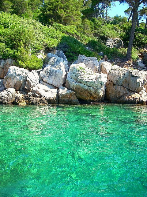 The dalmatian coast on Lokrum Island, near Dubrovnik, Croatia
