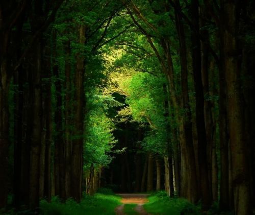 Dark Forest, The Netherlands
