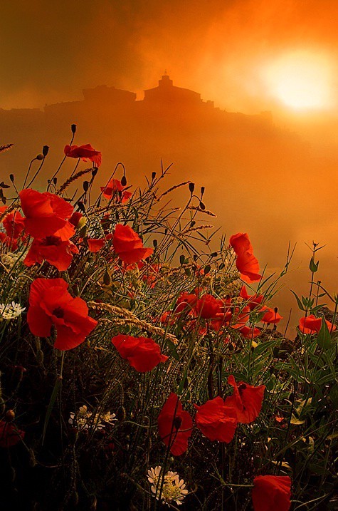 Poppy Field Sunset, Provence, France