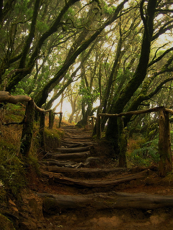 Path in Parque nacional de Garajonay, Canary Islands, Spain