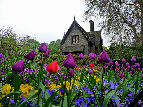 Purple Roses, Hyde Park, London, England