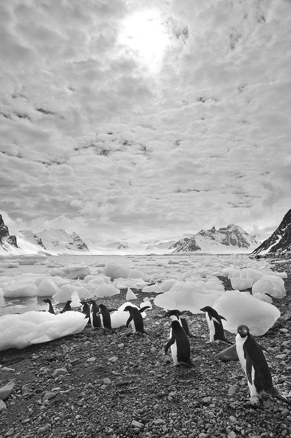 March of the Adelies, Antarctica