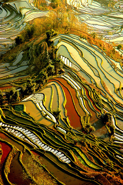 Yuanyang Rice Terraces in Yunnan, China