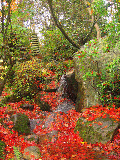 The japanese garden at Washington Park Arboretum in Seattle / USA