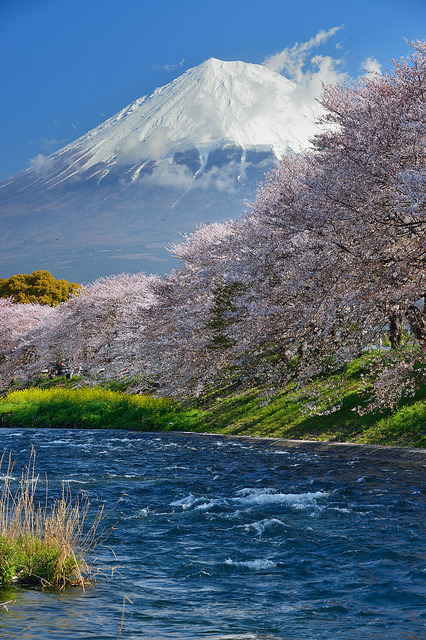 Cherry blossom by the river with Mount Fuji in the background / Japan